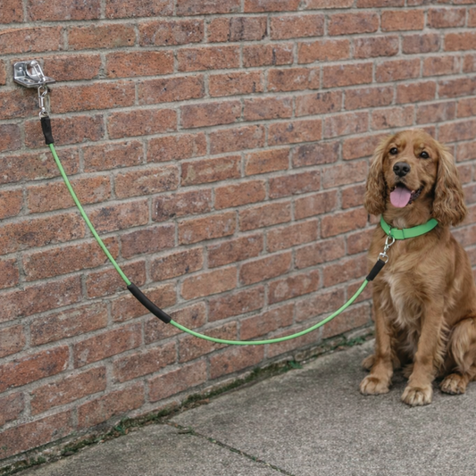 Outdoor Dog Lead & Wall Mount