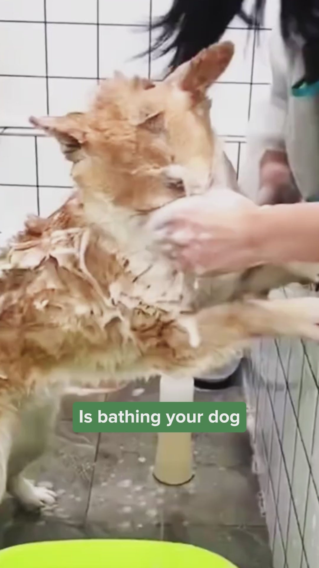 Vidéo de Puurs PetJet en utilisation